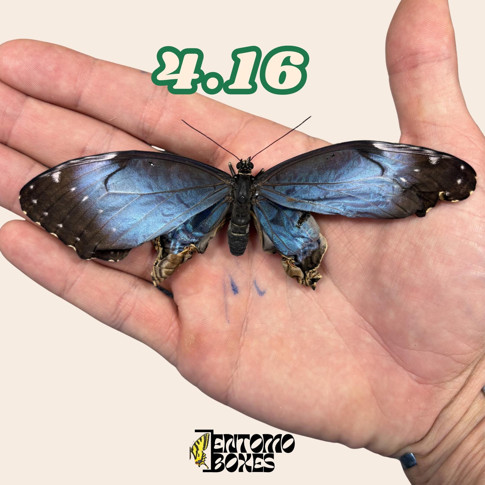 Real Blue Morpho Butterfly: B-Grade defected Dry Specimen for Taxidermy Repair __etsy:8111281813