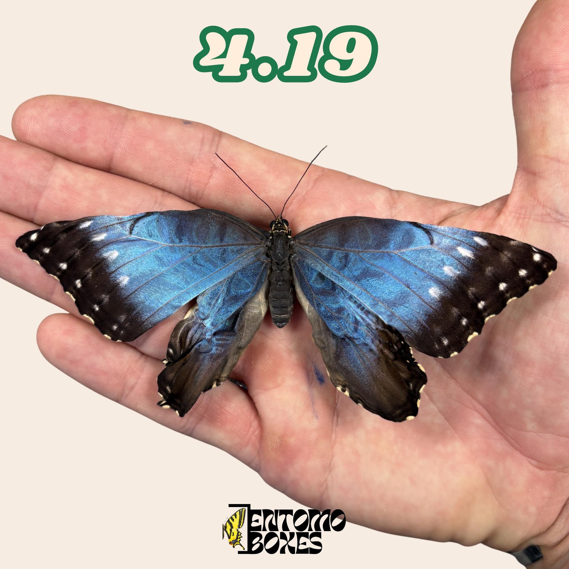 Real Blue Morpho Butterfly: B-Grade defected Dry Specimen for Taxidermy Repair __etsy:8111282363