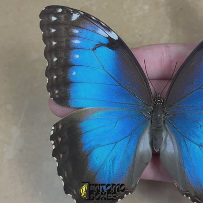 Morpho helenor (Pinned)