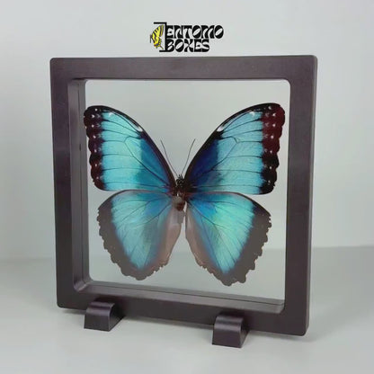 Butterfly in Transparent Frame