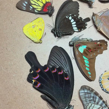 60 Tropical butterflies