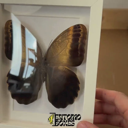Zasklená entomologická vitrina