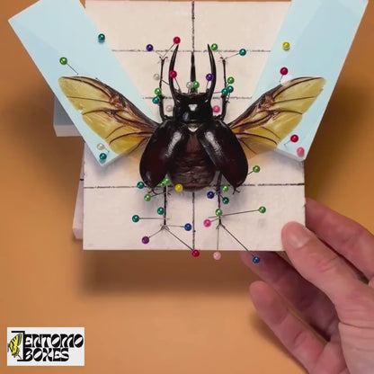 Beetle Pinning KIT